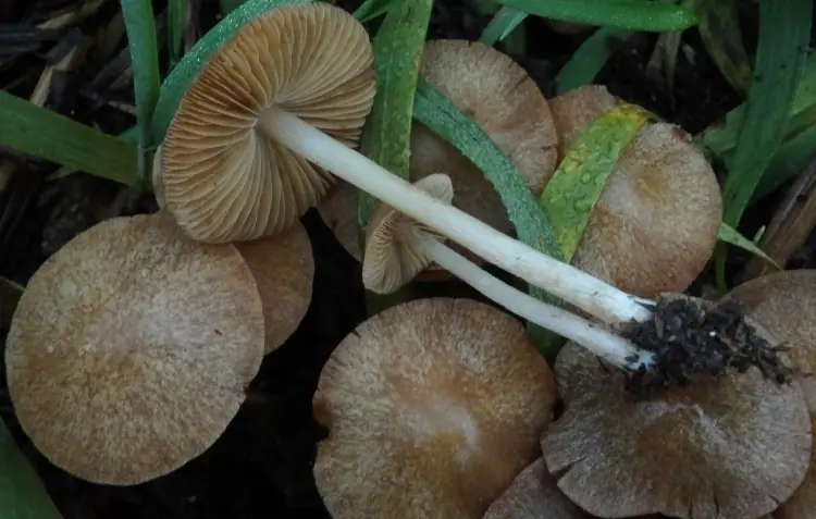 Stożkówka węglolubna (Conocybe anthracophila)