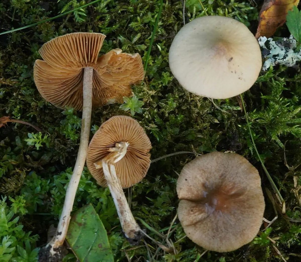 Stożkówka wielkogłowa (Conocybe macrocephala) — zdjęcie 1 z 2