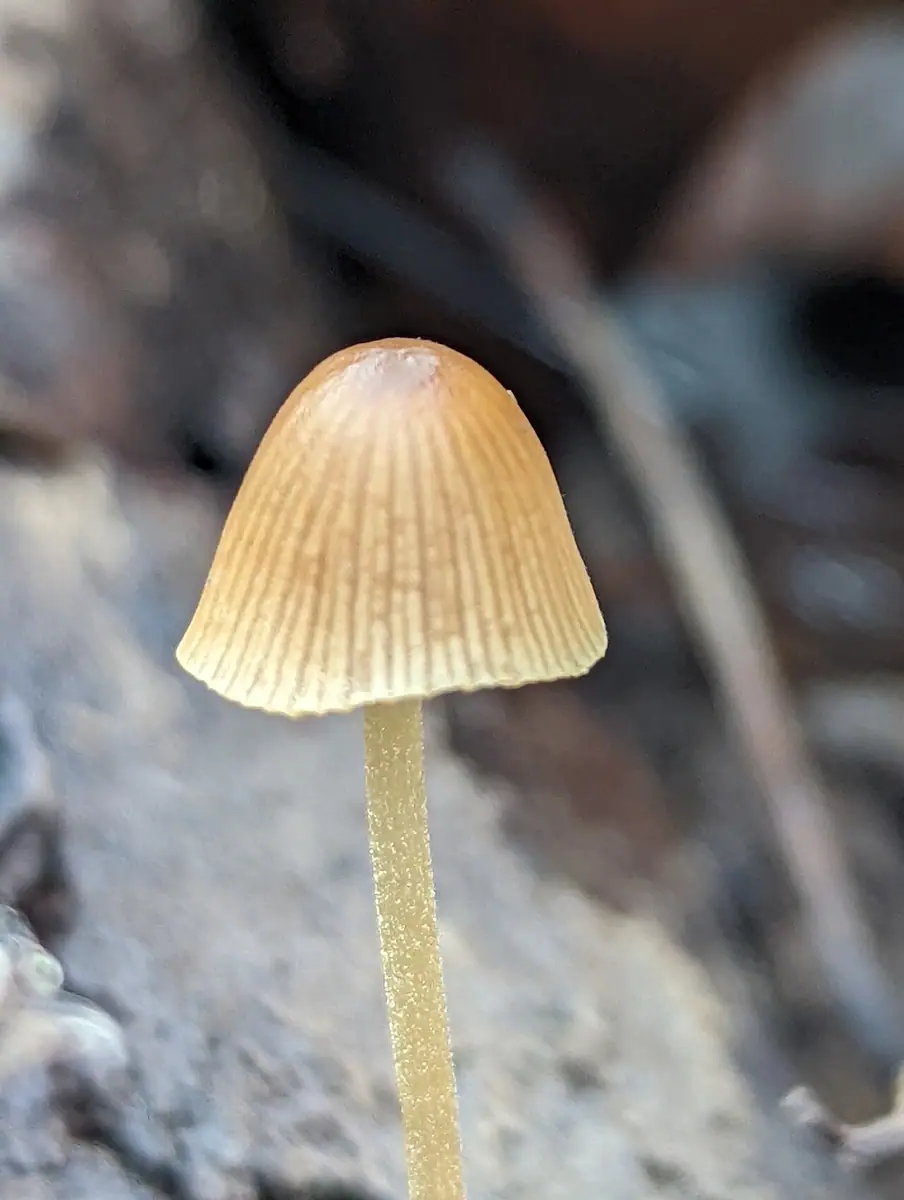 Stożkówka wielkozarodnikowa (Conocybe macrospora) — zdjęcie 1 z 4