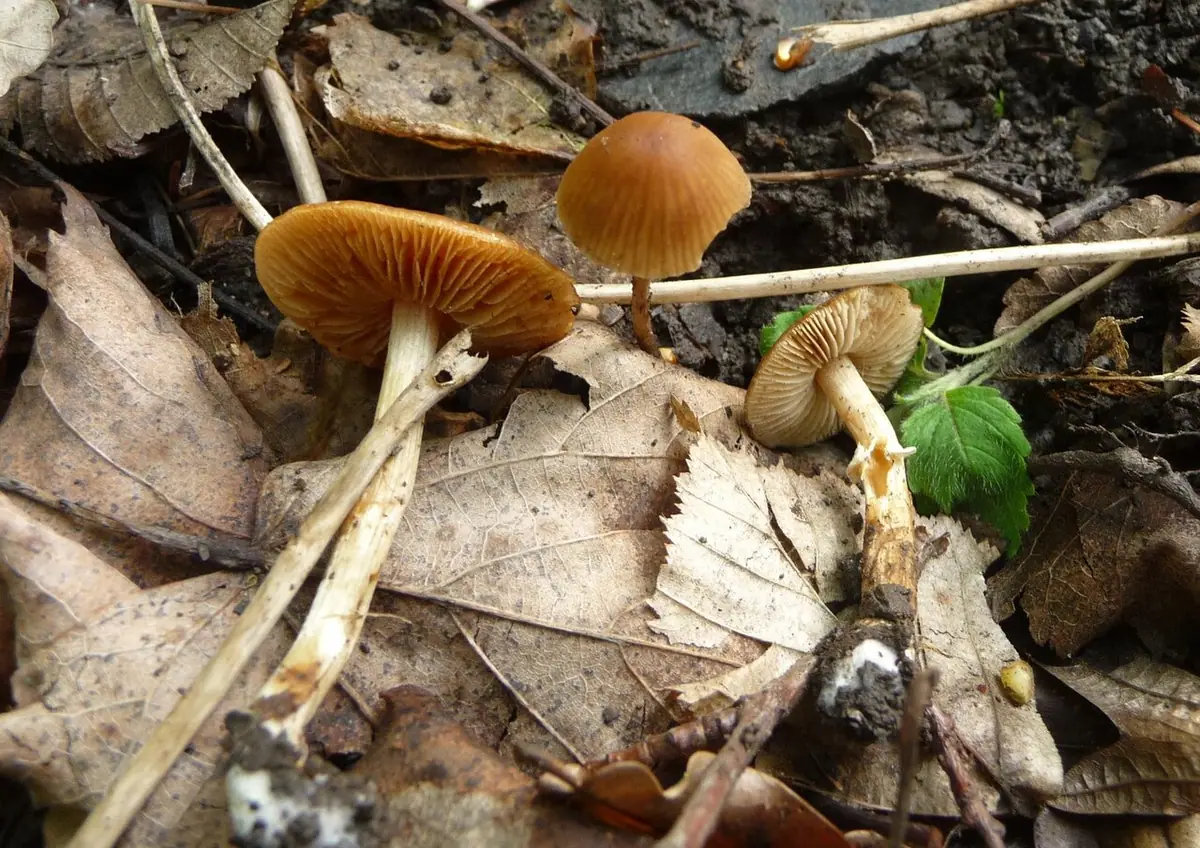 Stożkówka wiosenna (Conocybe aporos) — zdjęcie 1 z 4