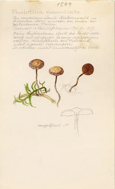 Stożkówka włóknistotrzonowa (Conocybe exannulata)