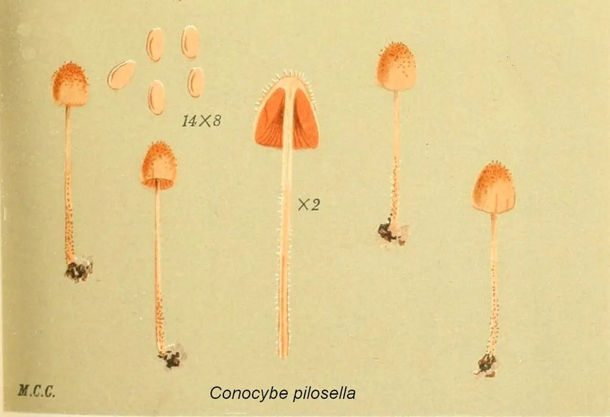 Stożkówka zamszowata (Conocybe pilosella)