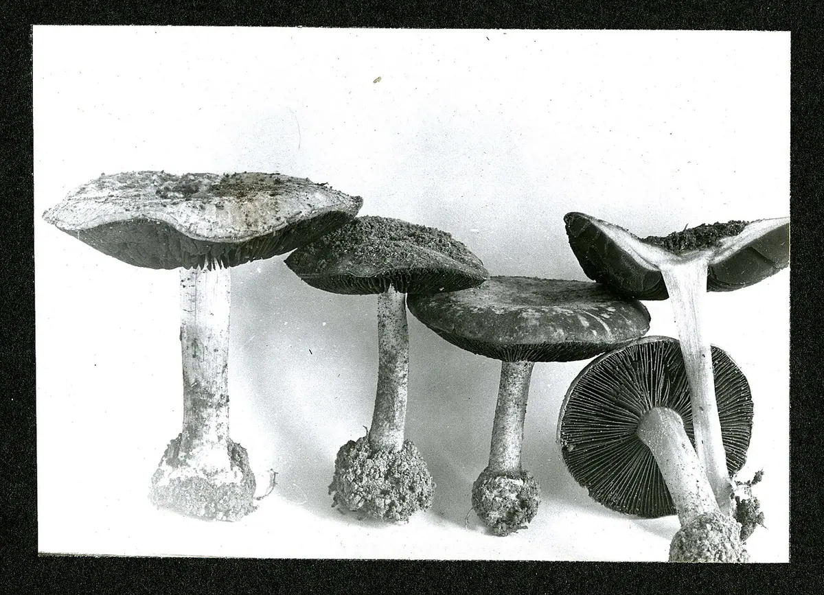 Stożkówka zasłonakowa (Conocybe intrusa) — zdjęcie 1 z 4