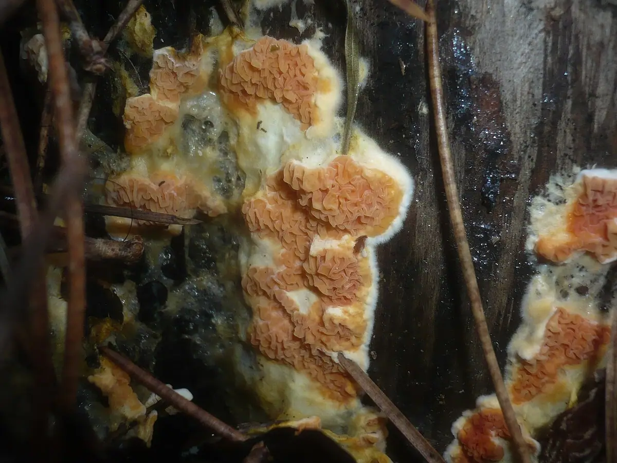 Strocznica pomarańczowa (Leucogyrophana mollusca) — zdjęcie 1 z 4