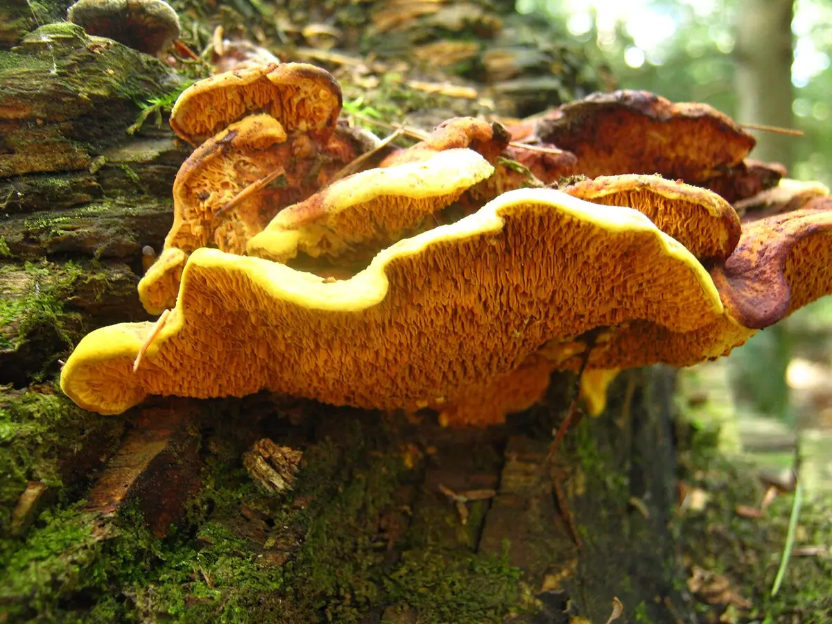 Stroczniczek złotawy (Pseudomerulius aureus) — zdjęcie 1 z 4