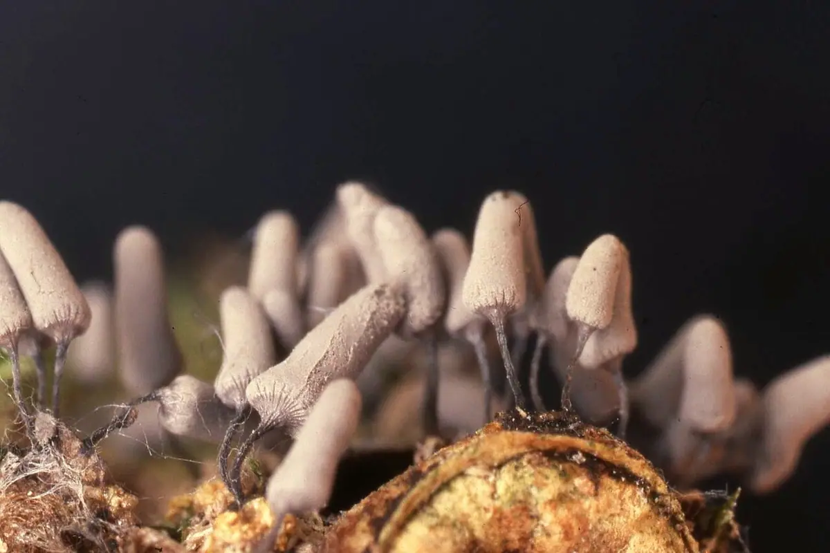 Strzępek wyprostowany (Arcyria cinerea) — zdjęcie 1 z 4