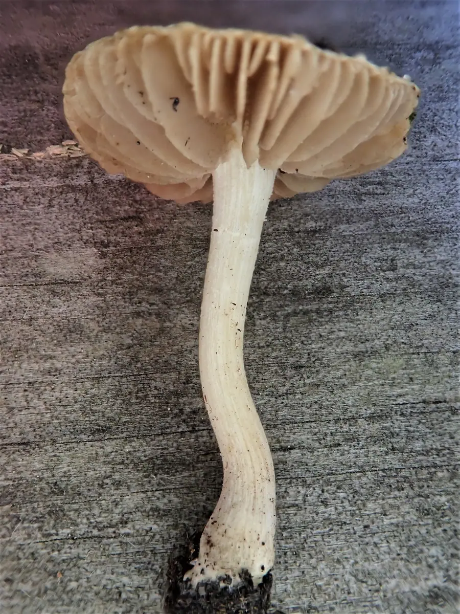 Strzępiak bagienny (Inocybe paludinella) — zdjęcie 1 z 2