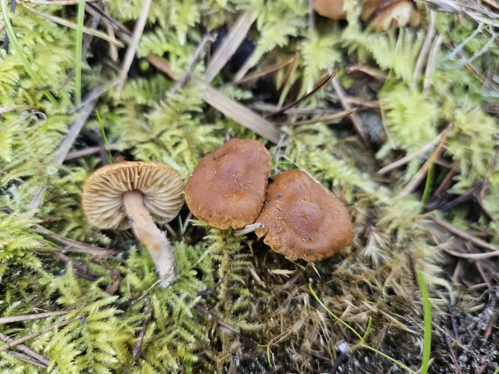 Strzępiak białoowłosiony (Inocybe jacobi)