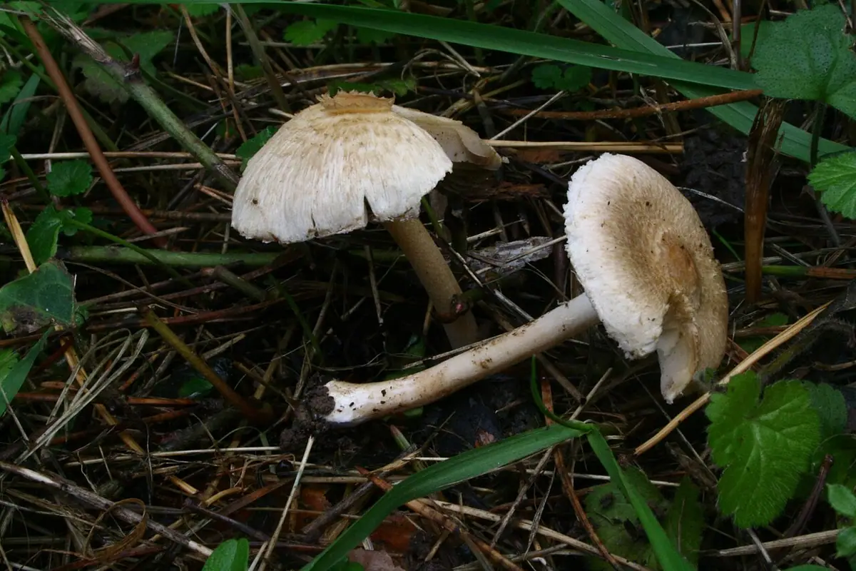 Strzępiak brązowaworóżowy (Inocybe sindonia) — zdjęcie 1 z 4