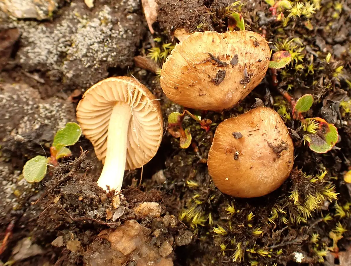 Strzępiak brązowooliwkowy (Inocybe favrei) — zdjęcie 1 z 3