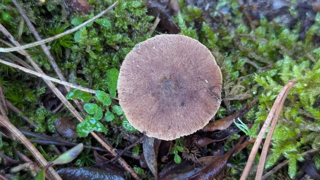 Strzępiak brudnoochrowy (Inocybe similis)