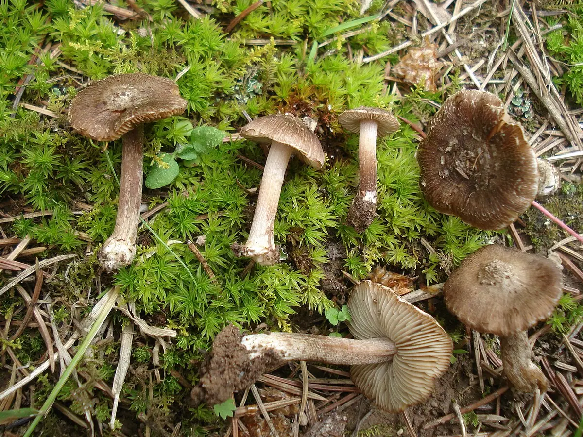 Strzępiak bulwkowy (Inocybe assimilata) — zdjęcie 1 z 4