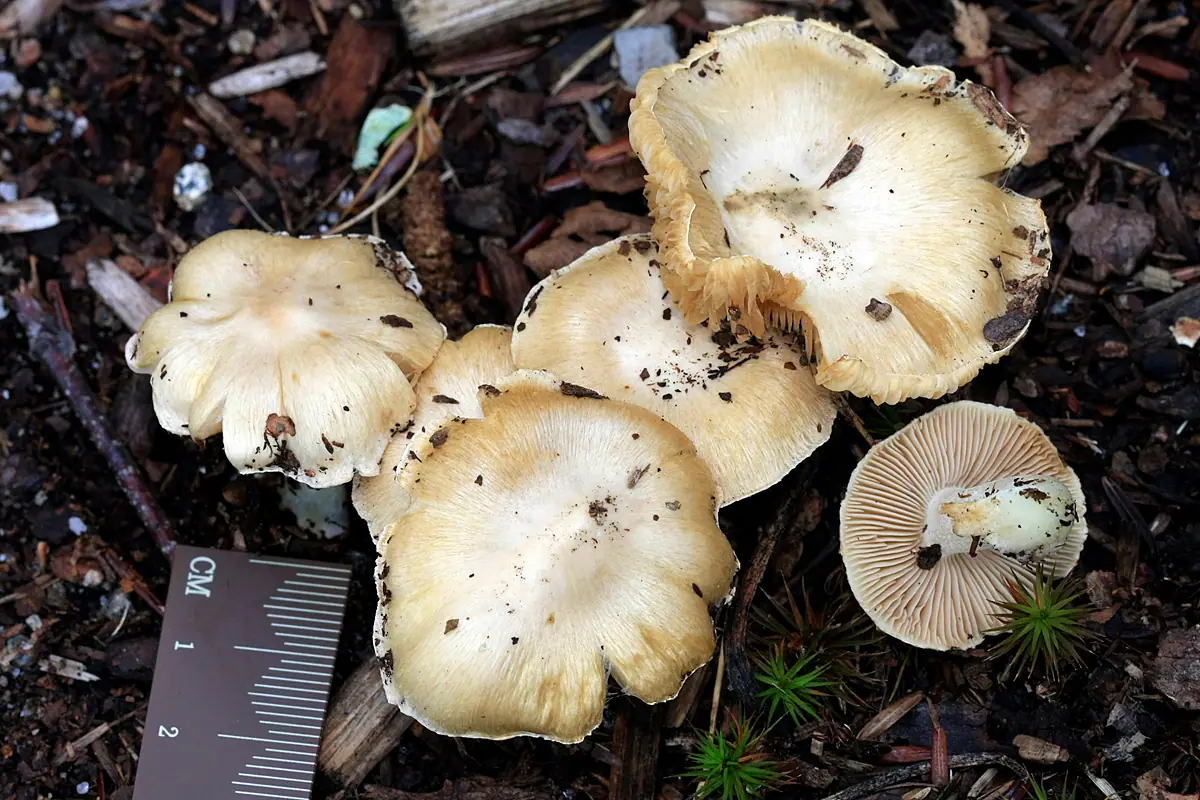 Strzępiak bzowy (Inocybe sambucina) — zdjęcie 1 z 3