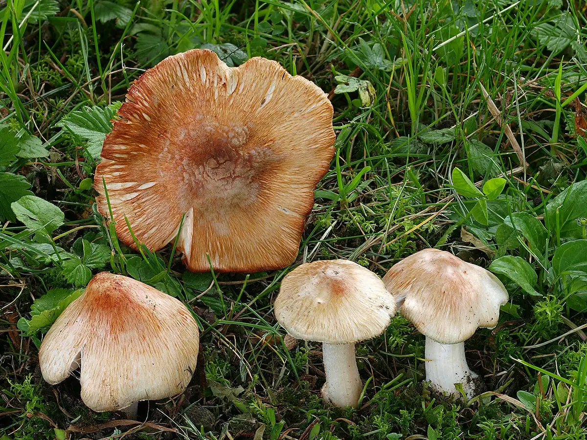 Strzępiak ceglasty (Inocybe erubescens)
