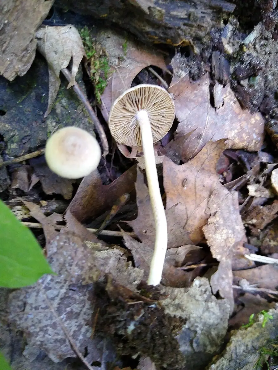 Strzępiak ciemnowierzchołkowy (Inocybe phaeodisca) — zdjęcie 1 z 2