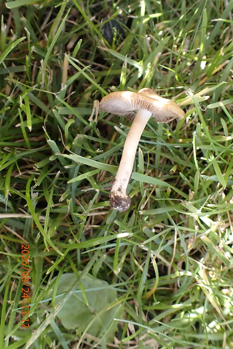 Strzępiak drobnozarodnikowy (Inocybe glabripes) — zdjęcie 1 z 4