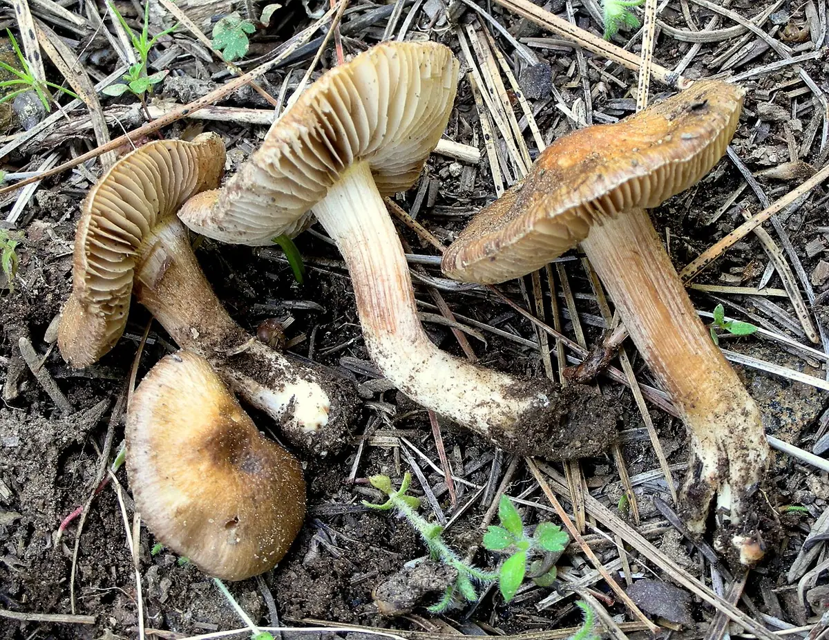 Strzępiak dziwaczny (Inocybe oblectabilis)
