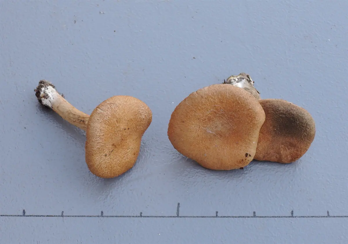 Strzępiak francuski (Inocybe malenconii) — zdjęcie 1 z 2