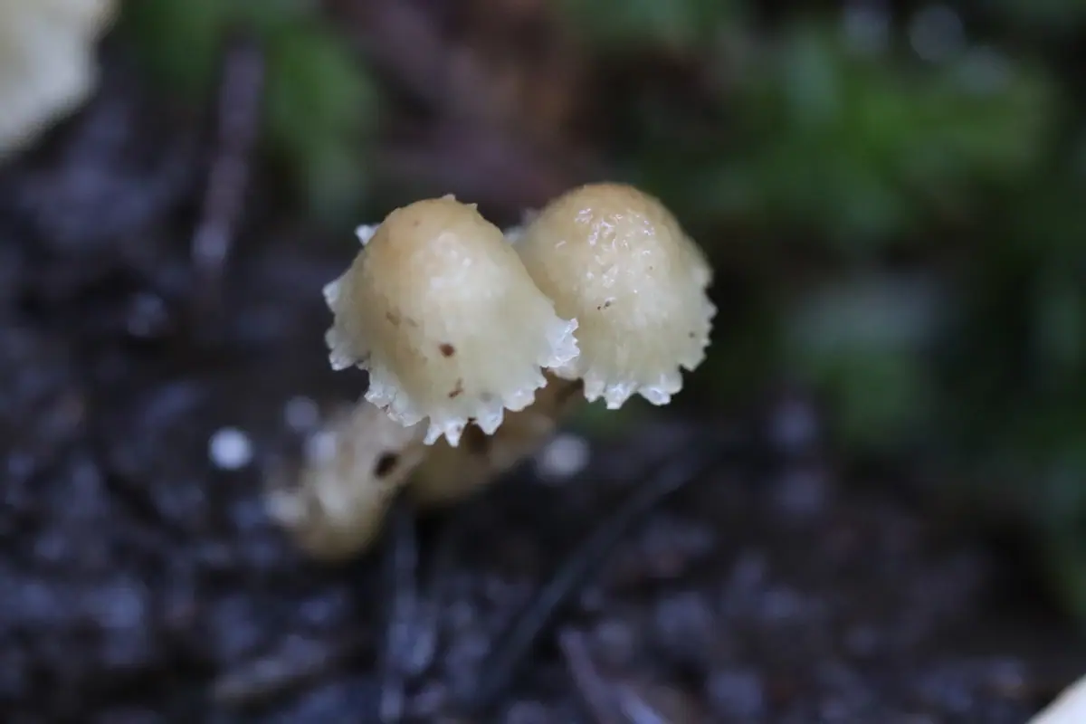 Strzępiak frędzlowaty (Inocybe appendiculata) — zdjęcie 1 z 2
