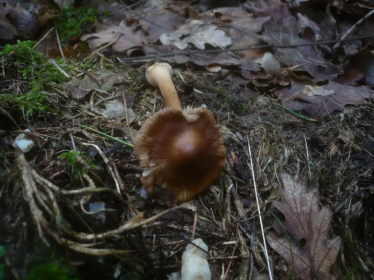 Strzępiak gwiaździstozarodnikowy (Inocybe asterospora) — zdjęcie 1 z 4