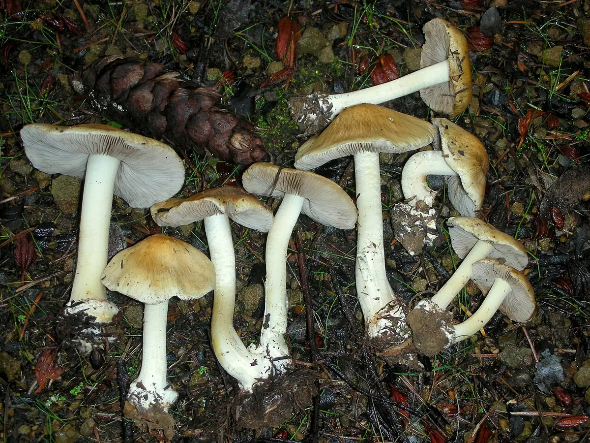 Strzępiak jasnobrzegi (Inocybe mixtilis) — zdjęcie 1 z 4