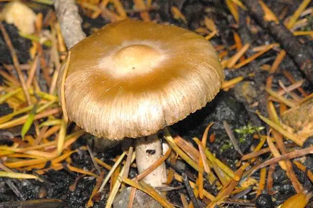 Strzępiak jedwabisty (Inocybe grammata) — zdjęcie 1 z 4