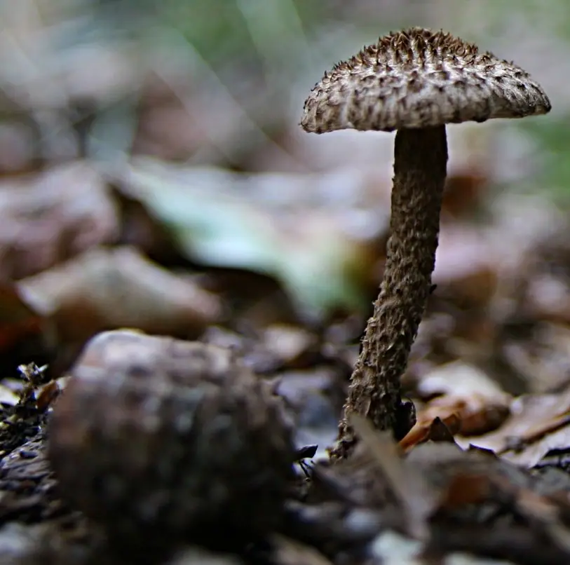 Strzępiak jeżowaty (Inocybe hystrix) — zdjęcie 1 z 4