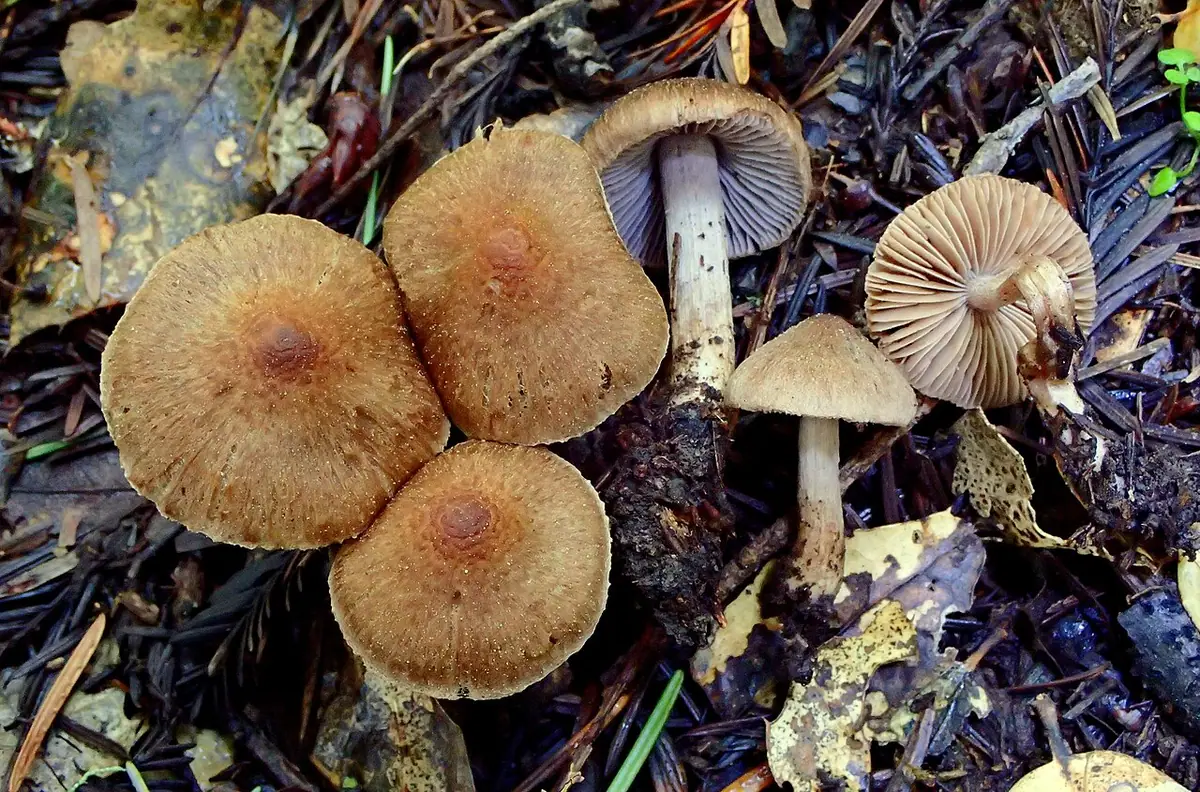 Strzępiak łuseczkowaty (Inocybe pusio) — zdjęcie 1 z 3