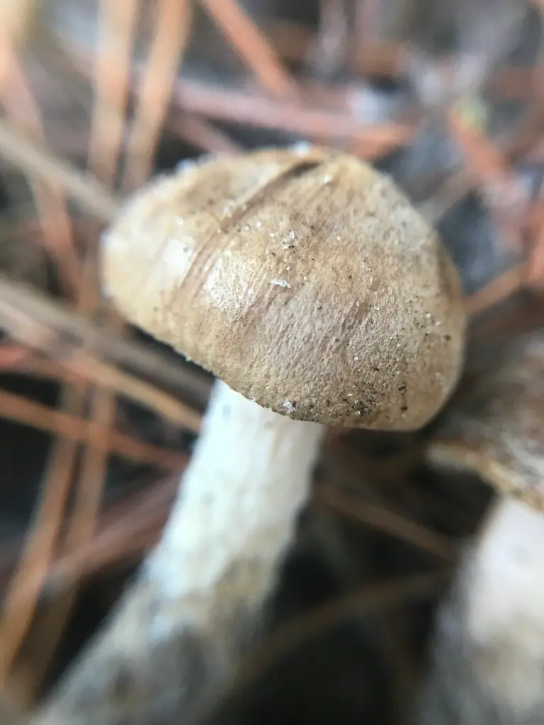 Strzępiak niepozorny (Inocybe decipiens) — zdjęcie 1 z 3