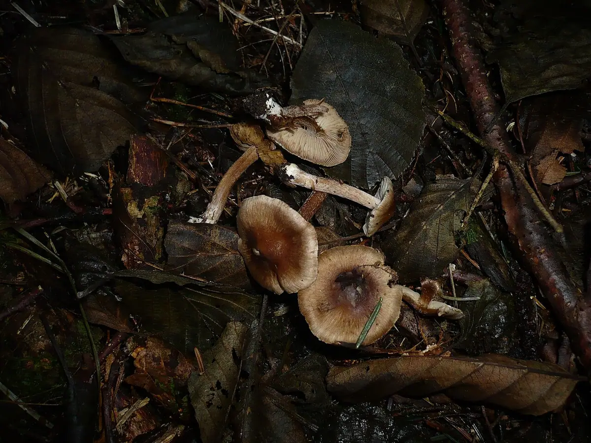 Strzępiak ostry (Inocybe acuta) — zdjęcie 1 z 3