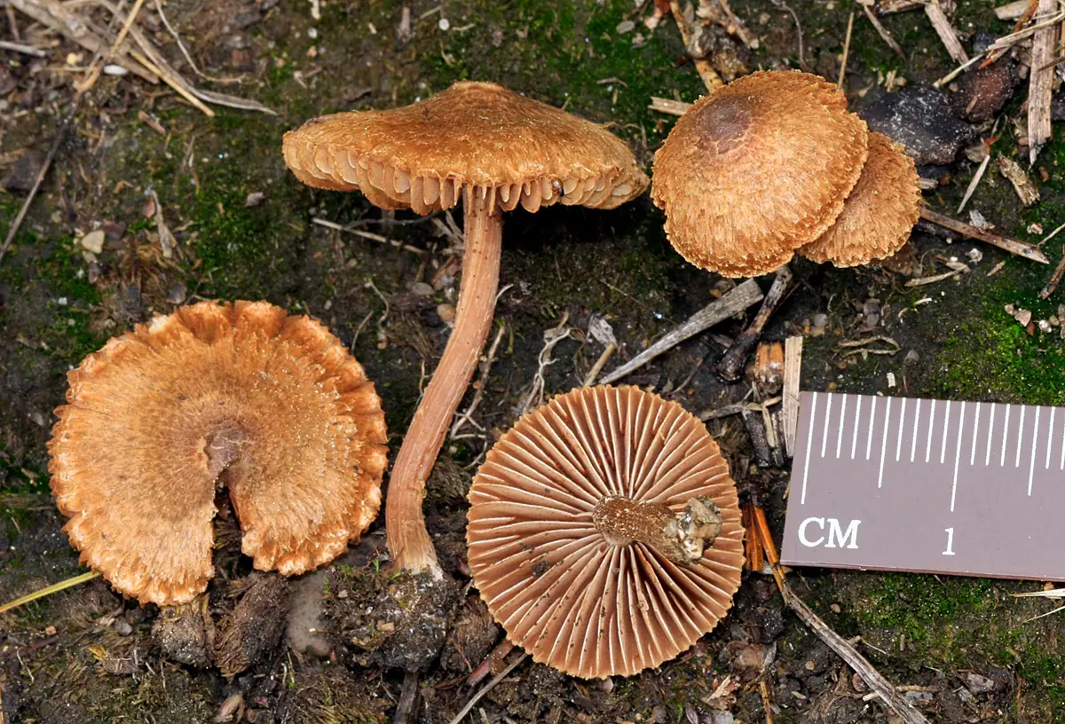 Strzępiak palczastozarodnikowy (Inocybe calospora) — zdjęcie 1 z 2
