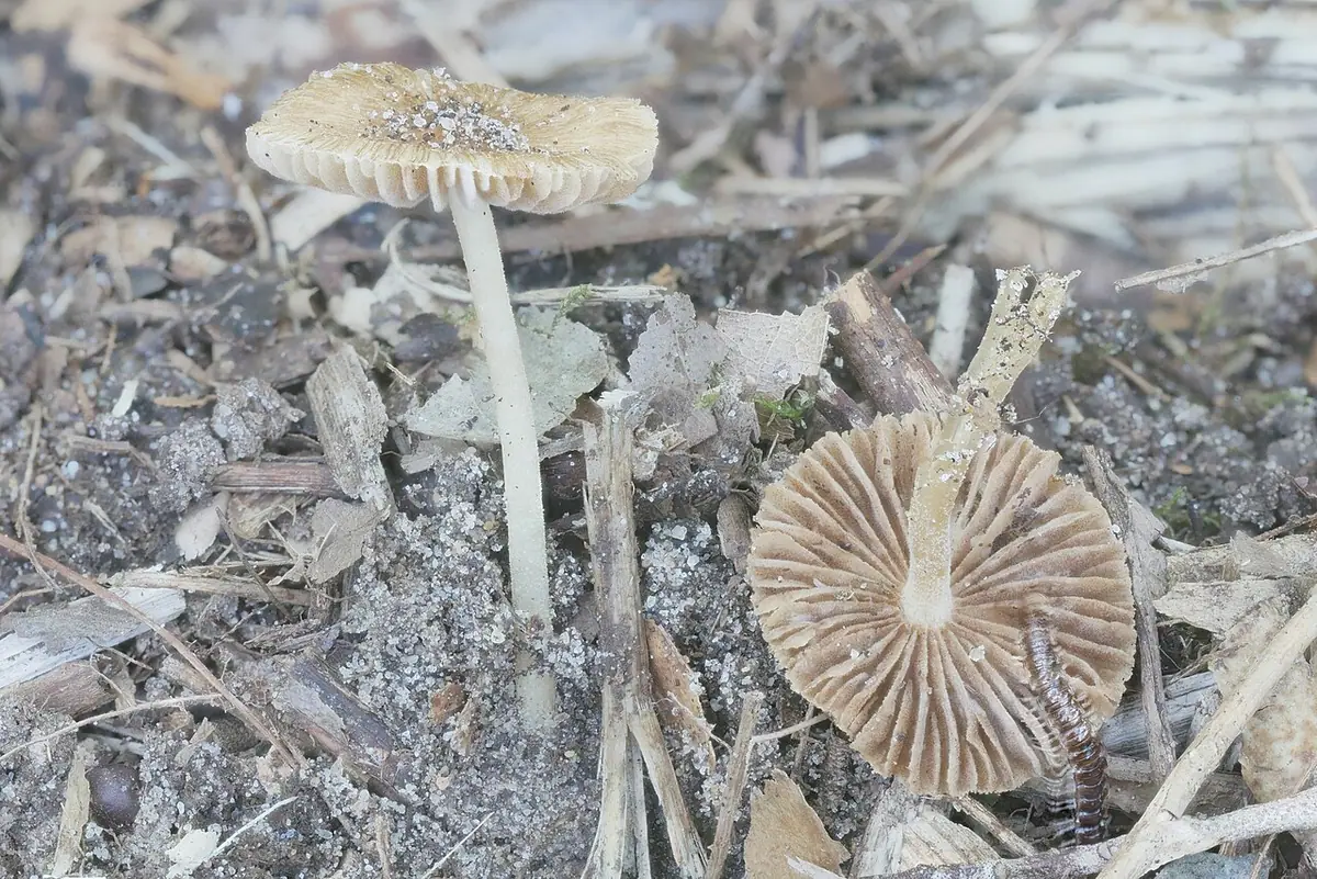 Strzępiak perełkowy (Inocybe margaritispora) — zdjęcie 1 z 2