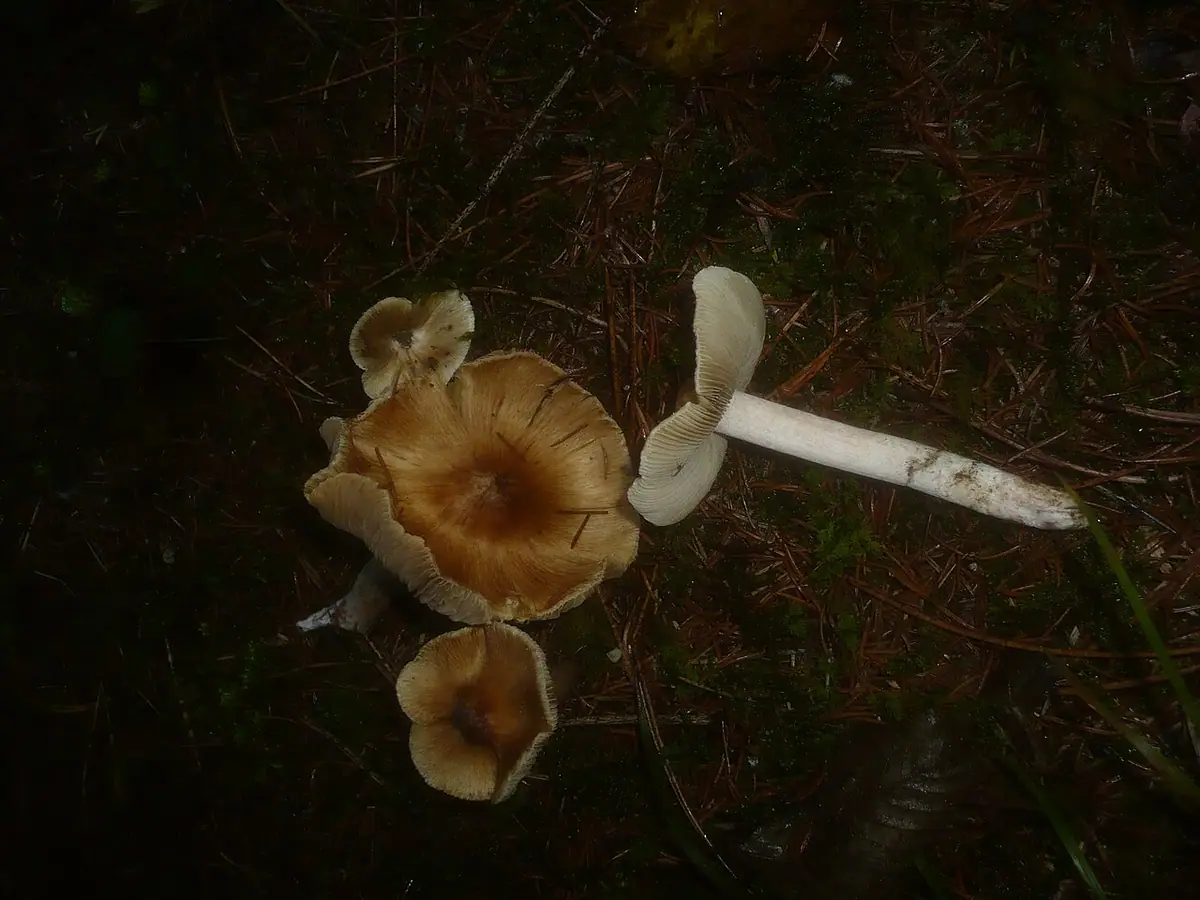Strzępiak perłowy (Inocybe perlata) — zdjęcie 1 z 3