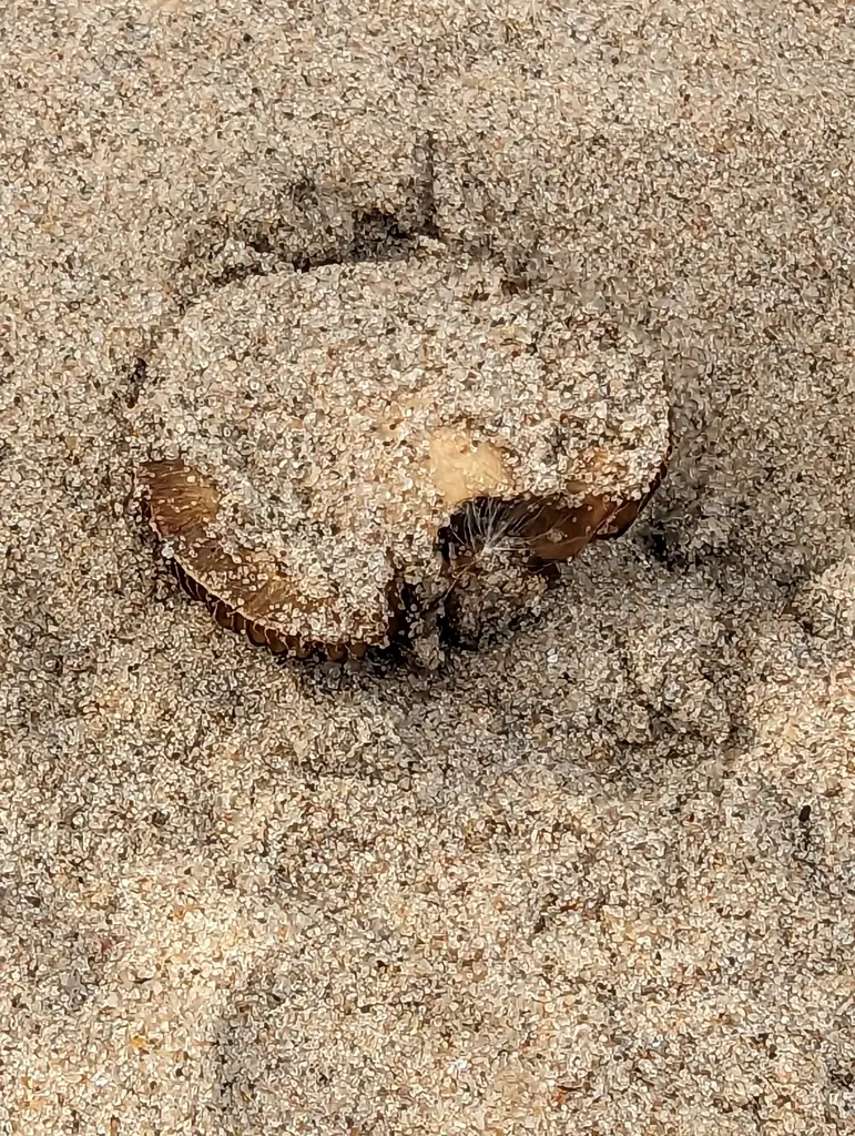 Strzępiak piaskowy (Inocybe serotina) — zdjęcie 1 z 4
