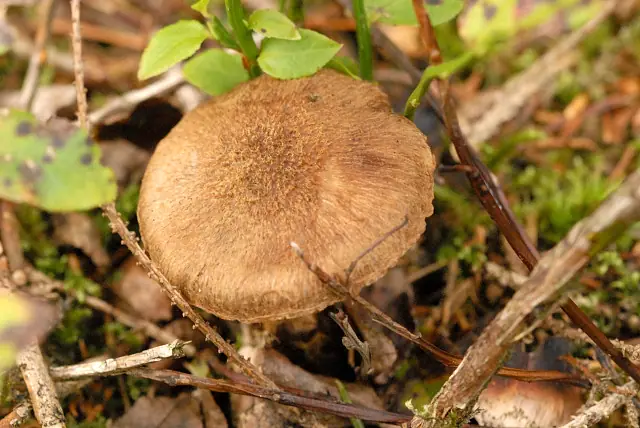 Strzępiak płowy (Inocybe cervicolor) — zdjęcie 1 z 4