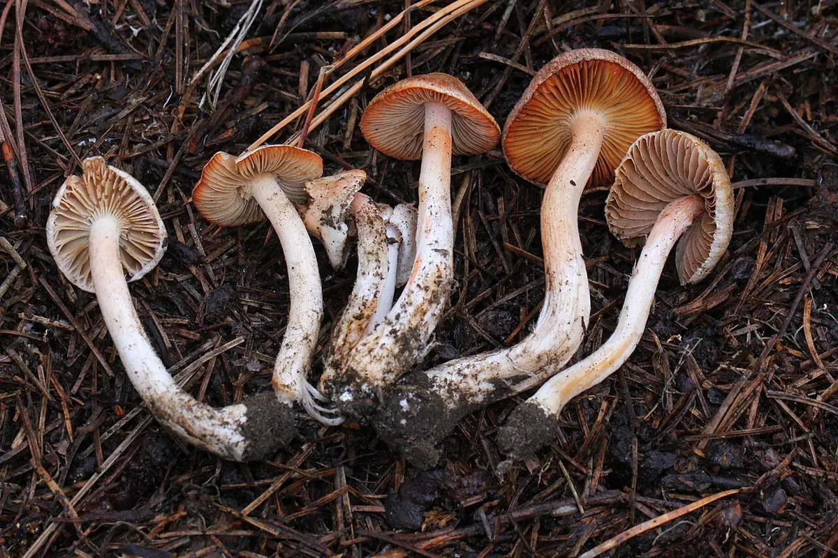 Strzępiak pomarańczowoczerwonawy (Inocybe whitei)