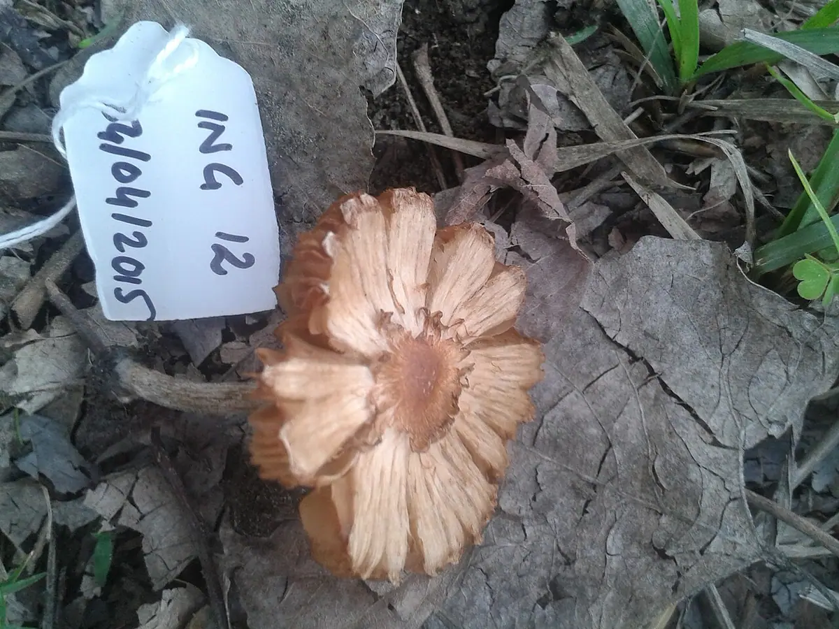 Strzępiak poszarpany (Inocybe lacera) — zdjęcie 1 z 4