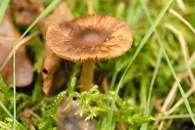 Strzępiak rzepowaty (Inocybe napipes) — zdjęcie 1 z 2