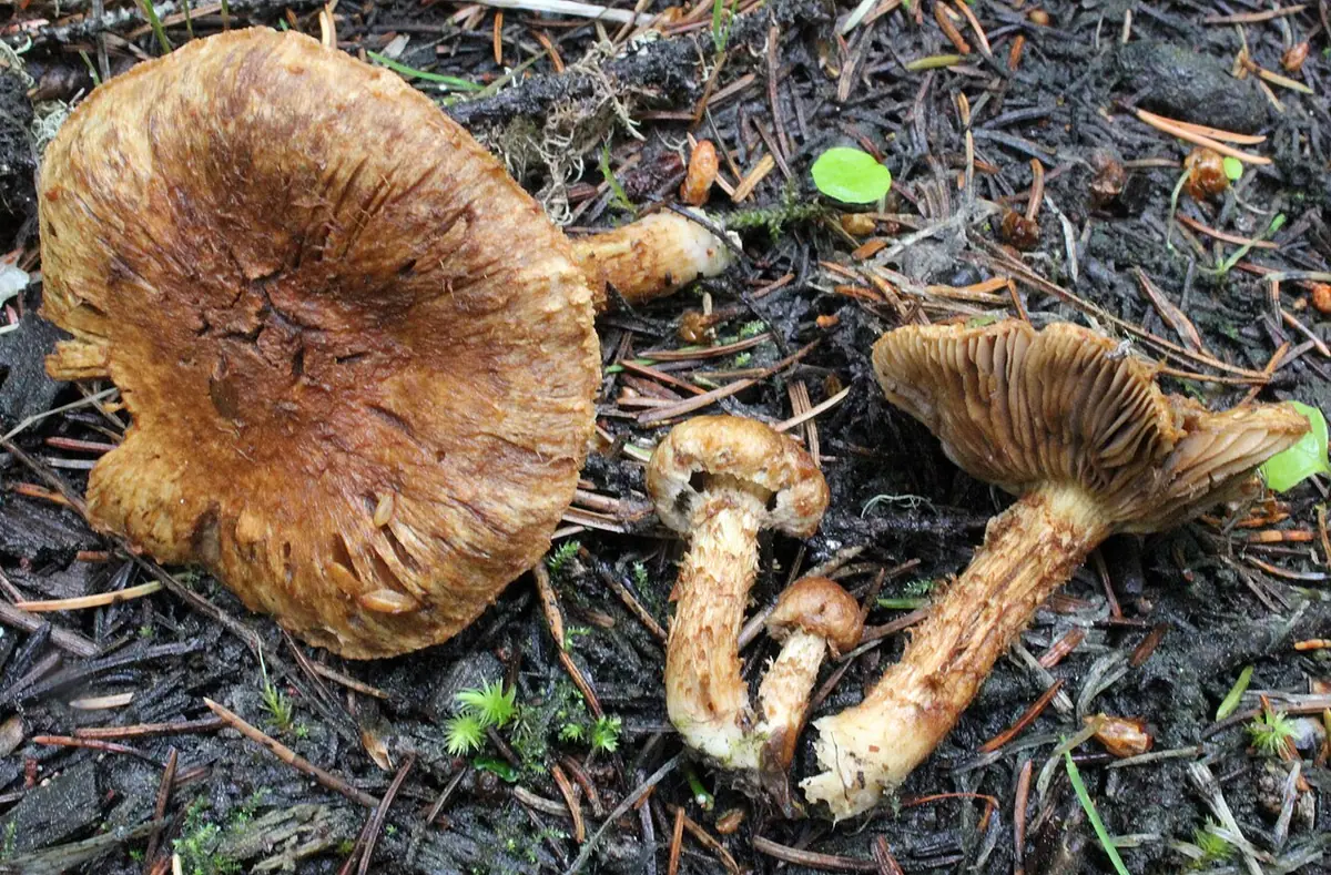 Strzępiak skórkowatopierścieniowy (Inocybe terrigena) — zdjęcie 1 z 3