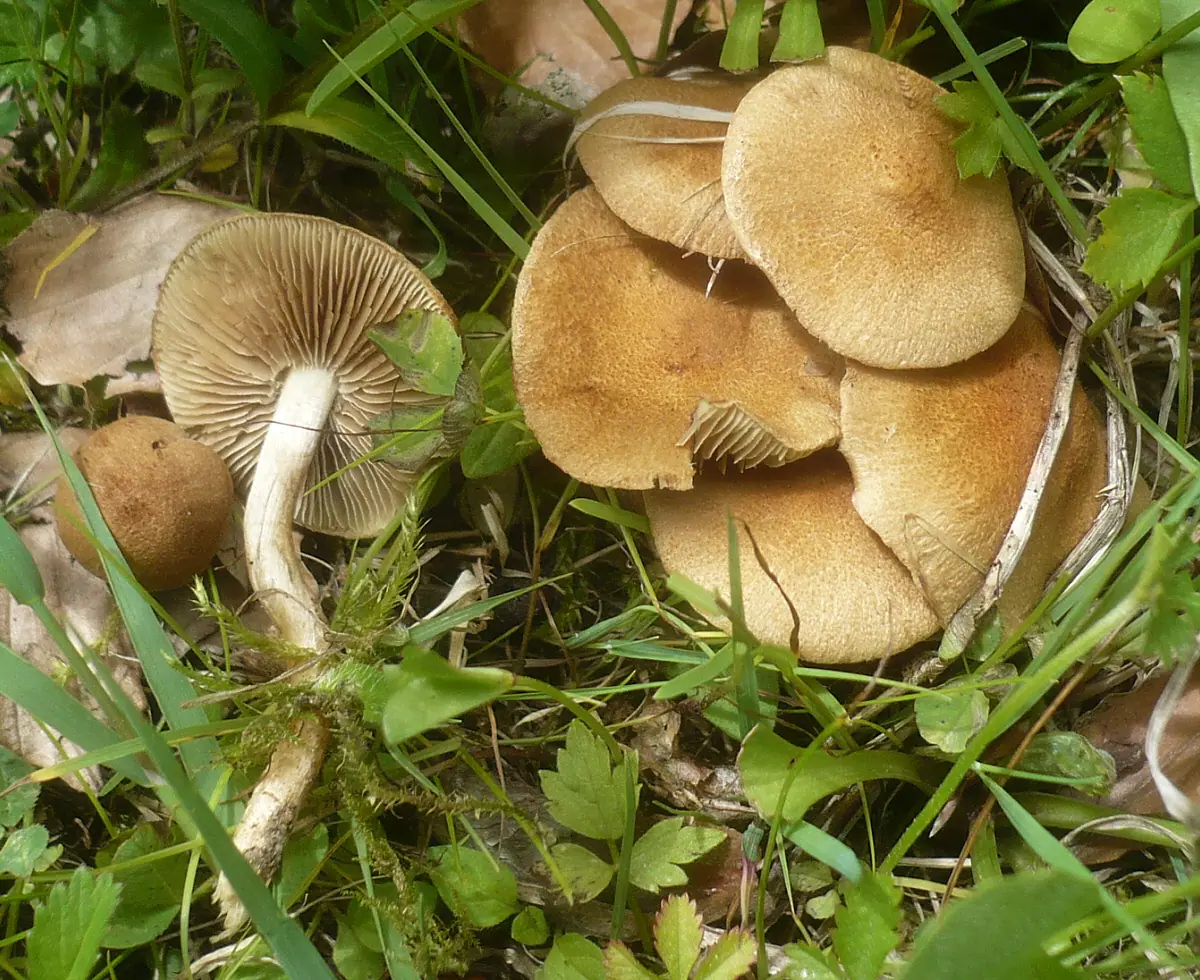 Strzępiak słodkogorzki (Inocybe dulcamara) — zdjęcie 1 z 4
