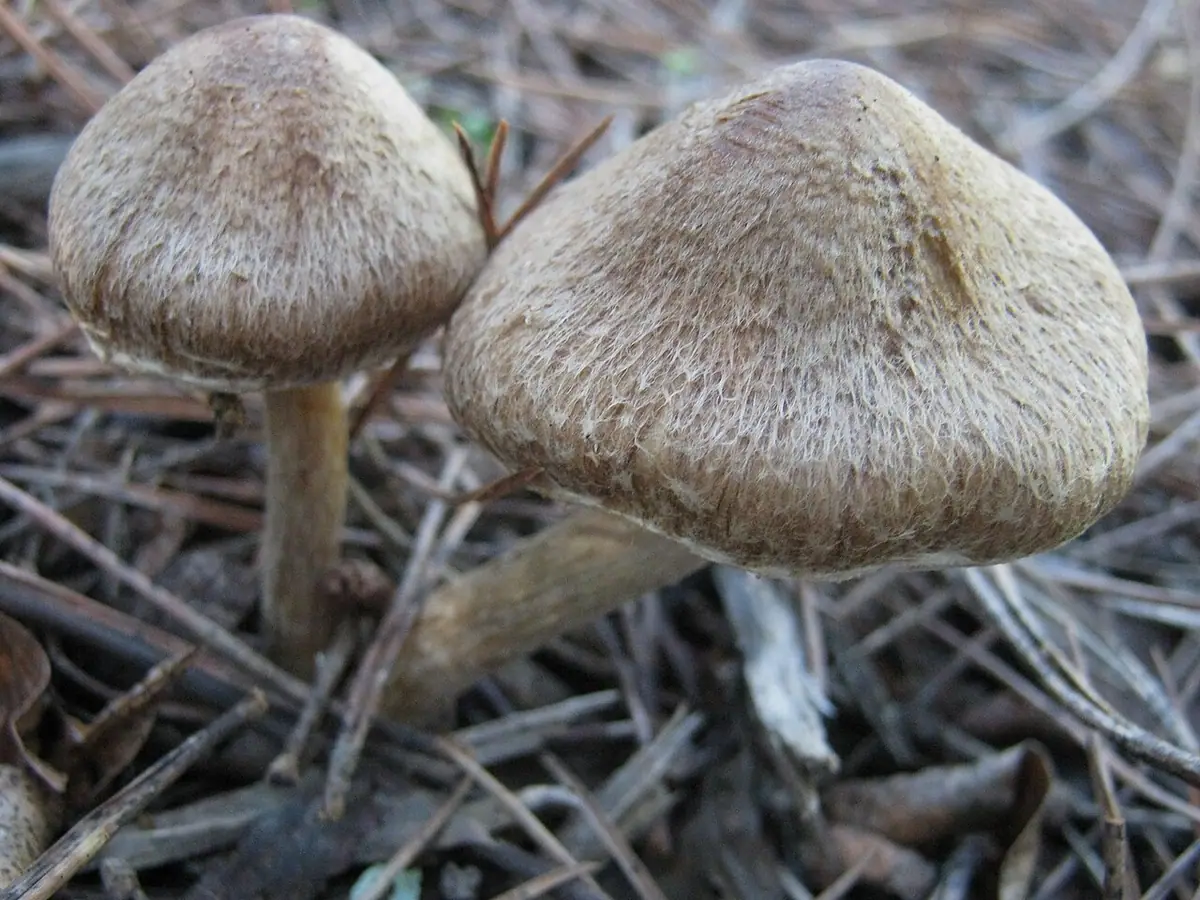Strzępiak stęchły (Inocybe bongardii) — zdjęcie 1 z 4