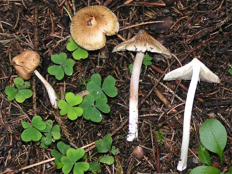 Strzępiak strzępkowaty (Inocybe rimosa) — zdjęcie 1 z 4
