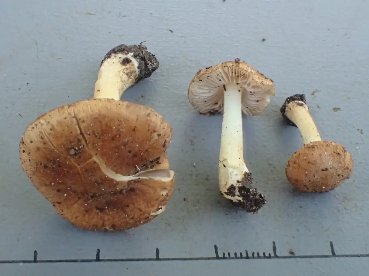 Strzępiak szorstki (Inocybe hirtelloides)
