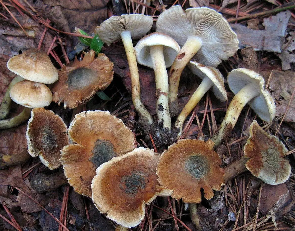 Strzępiak zielonawogarbkowy (Inocybe corydalina) — zdjęcie 1 z 4