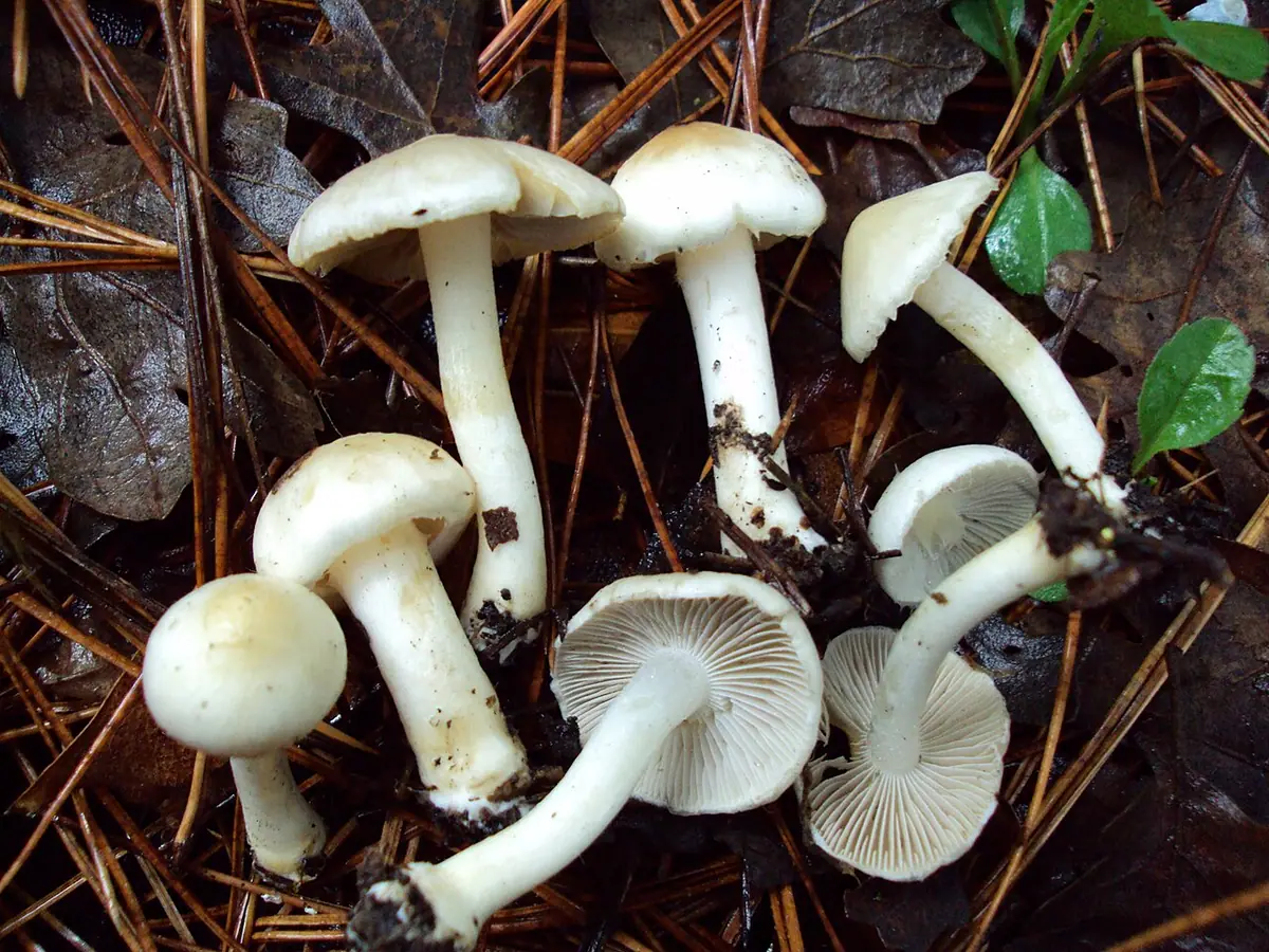 Strzępiak ziemistoblaszkowy (Inocybe geophylla)