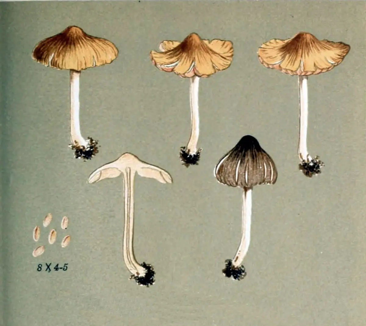 Strzępiak złotowłosy (Inocybe auricoma)