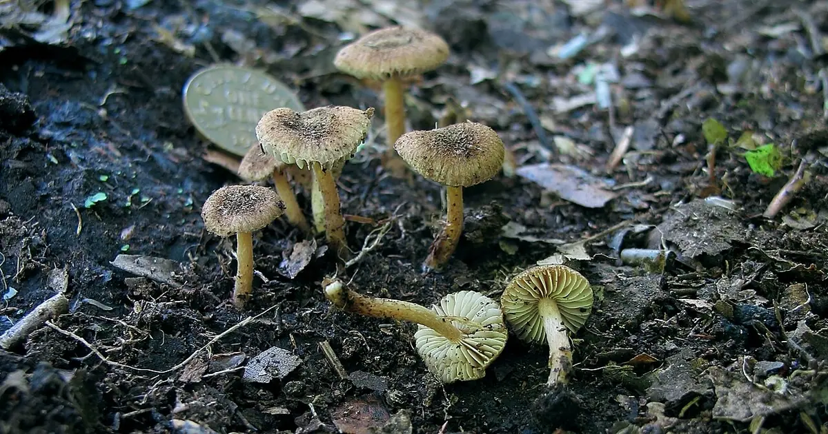 Strzępiak zmiennozarodnikowy (Inocybe rennyi) — zdjęcie 1 z 3