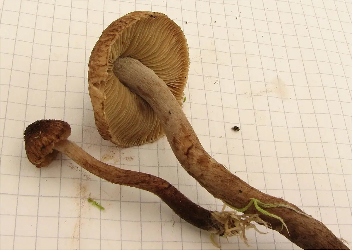 Strzępiak żółtoblaszkowy (Inocybe relicina) — zdjęcie 1 z 2