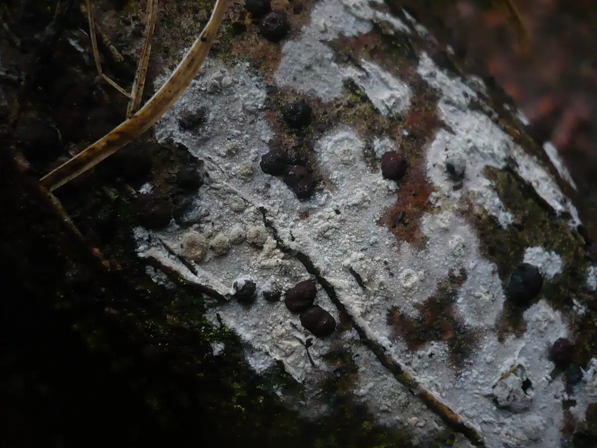 Strzępkoskóreczka pomarszczona (Hyphodermella corrugata) — zdjęcie 1 z 4