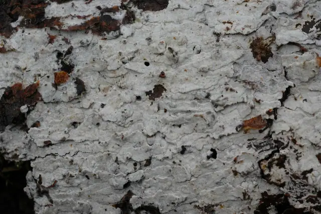 Strzępkoskórka luźnostrzępkowa (Hyphoderma obtusiforme)